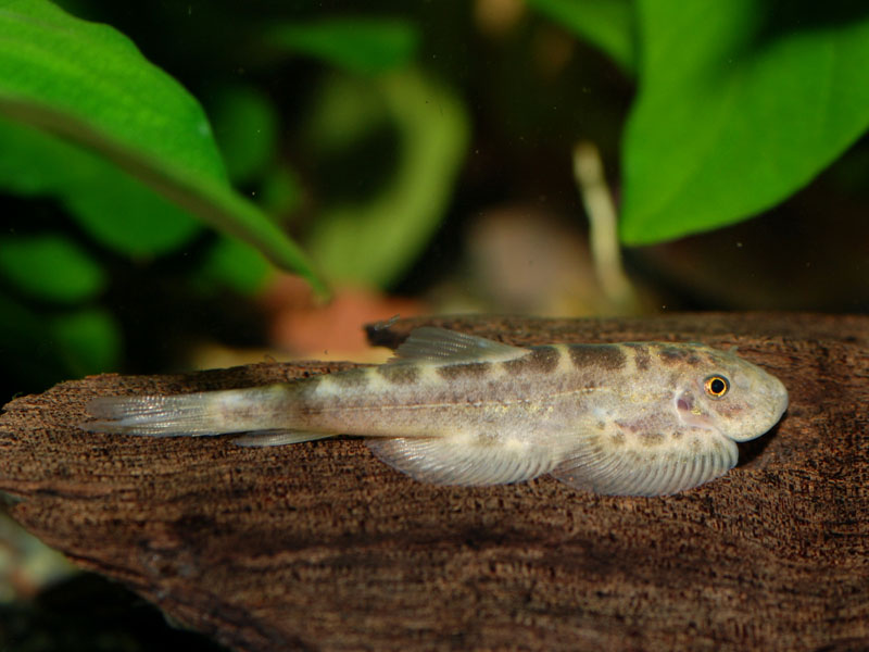 Pale specimen of S. wui.
