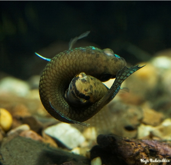 Spawning embrace, male top.