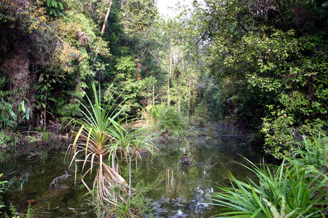 Habitat #1: clear water habitat in southern Pahang state, central-eastern Peninsular Malaysia.