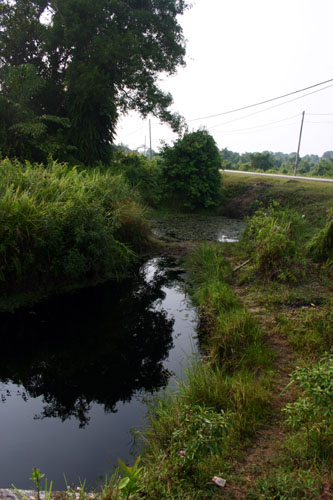 Habitat #2: a blackwater roadside pool, also in Pahang state.