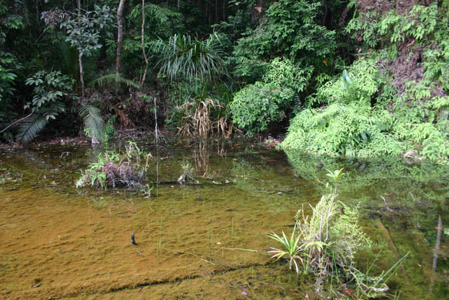Another view of habitat #1...