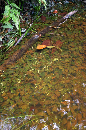 A different locality in Pahang where the fish were collected from beds of Cryptocoryne griffithii .