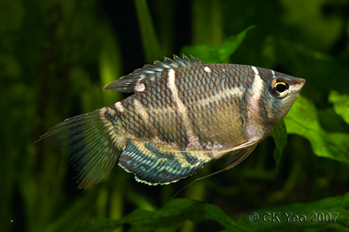 Adult male.