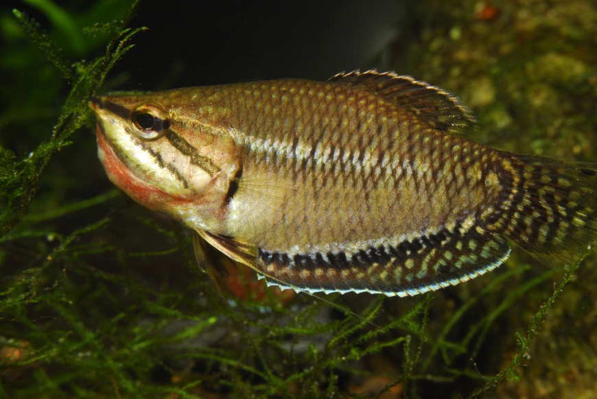 Adult male in courtship display. Notice the distensible skin on the throat which is also used during mouthbrooding.