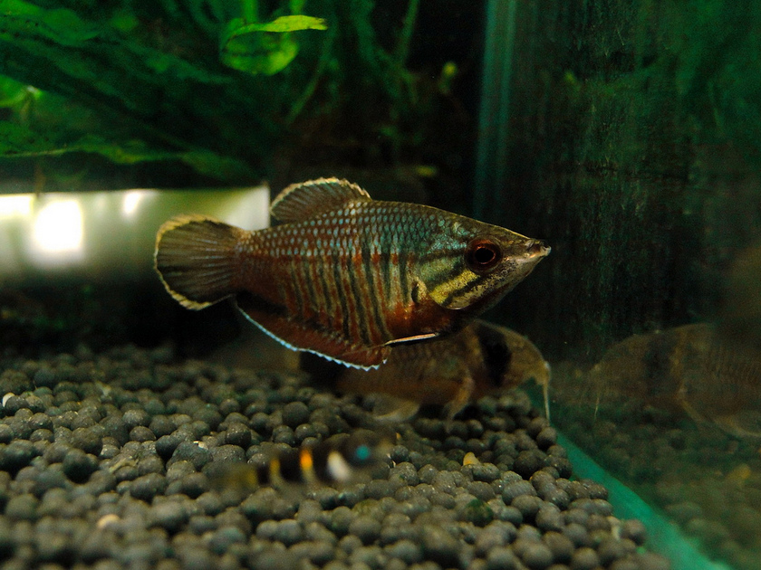 Adult female.