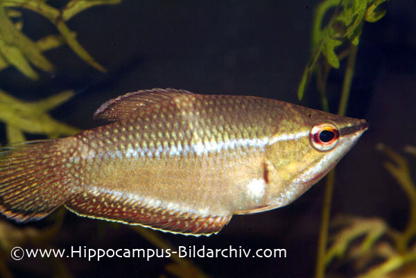 Adult male with neutral colour pattern.