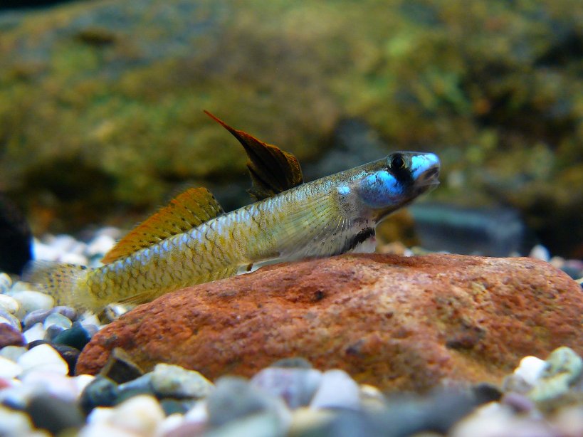 Male with almost full yellow phase colouration.