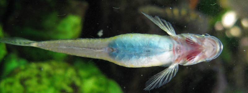 Ventral view of gravid female.