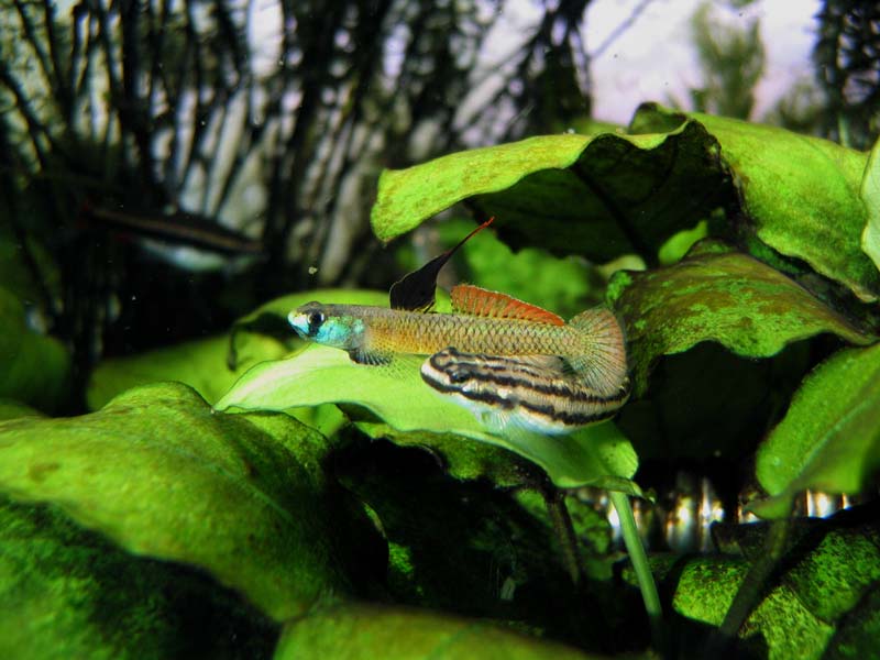 Courtship involves displays of intense colour by the male...