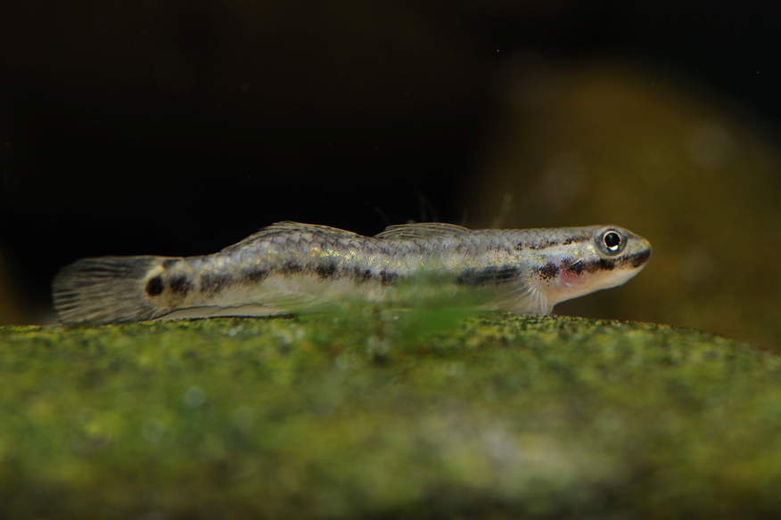 The 'humped' section of the body under the dorsal-fin of this female is a deformity caused by spinal column damage.