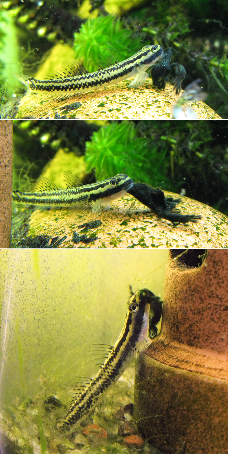 Stiphodon spp. are one of the few genera to actively feed on Cyanobacteria - here a female S. semoni.