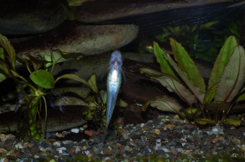 Gravid female specimen.