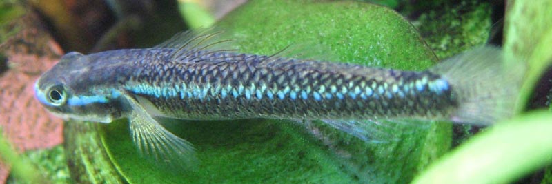 A male specimen...