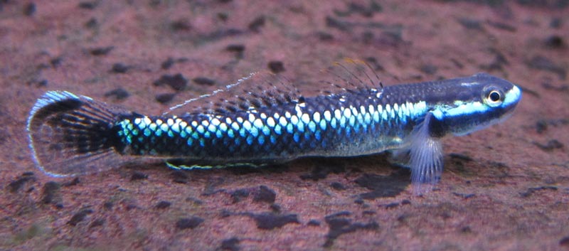 Male S. atropurpureus showing little fin colour - this appears largely age/mood-related.