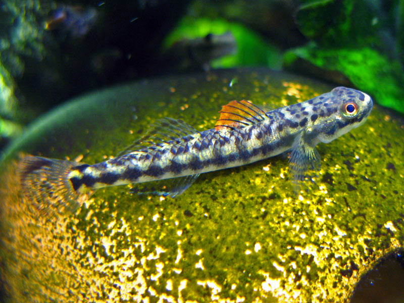 Adult female individual.