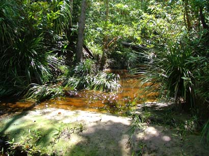 An unspecified locality in Sarawak, Borneo where S. axelrodi 'green' can be found.