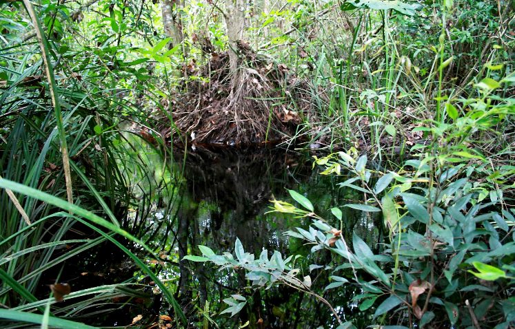 Another habitat of the species in Sibu District, Sarawak.