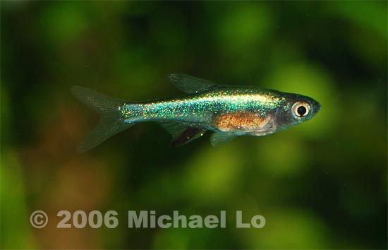 Wild-collected male specimen of S. axelrodi 'green'.