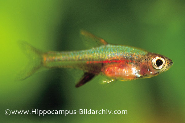 Male of Sundadanio axelrodi 'green'.