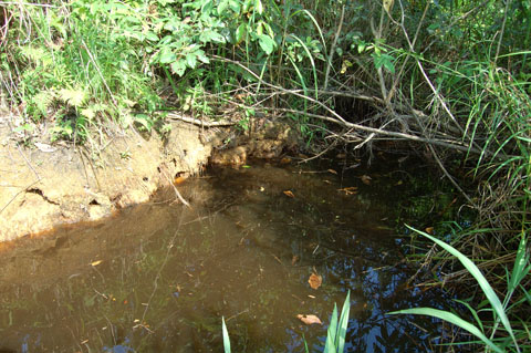 The fish in the previous two images were collected from this blackwater stream in western Sarawak, Borneo.