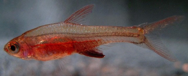 Male of S. axelrodi 'red'; origin unknown.