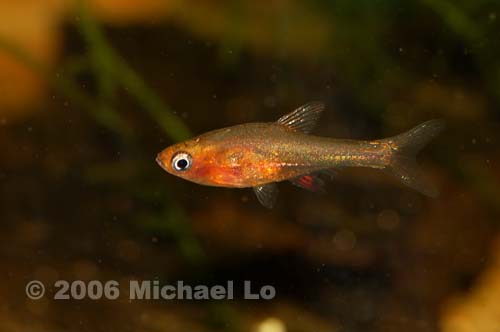 Populations from around the Malaysia/Indonesia border have a distinctive red/orange colouration.