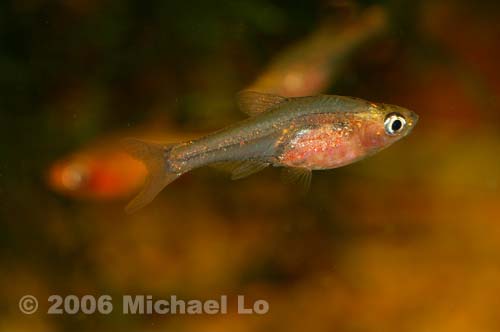 Female of S. axelrodi 'red'.
