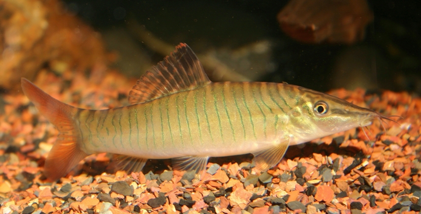 Subadult specimen.