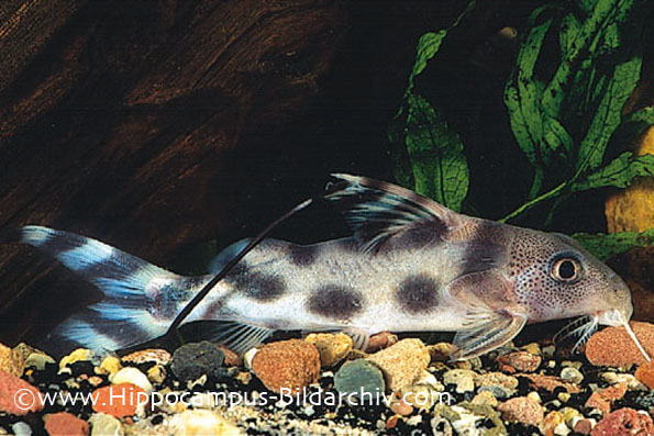 Synodontis decorus