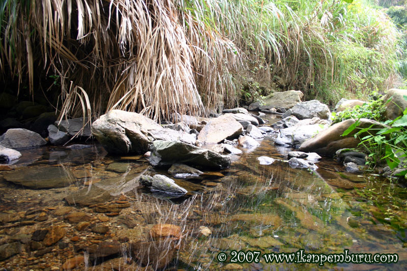 Habitat at Wu Tong Mountain, Shenzhen, Guangdong province, China.
