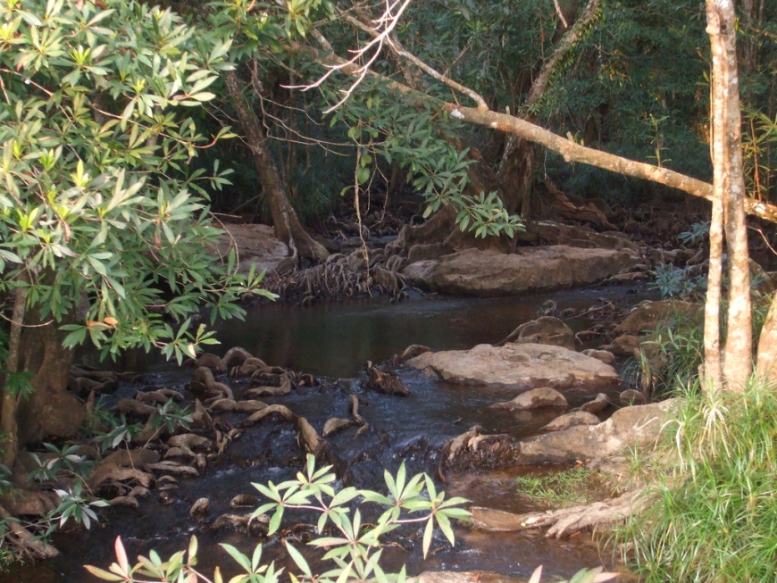 Above Tad Leuk habitats are typified by clear water under forest cover.