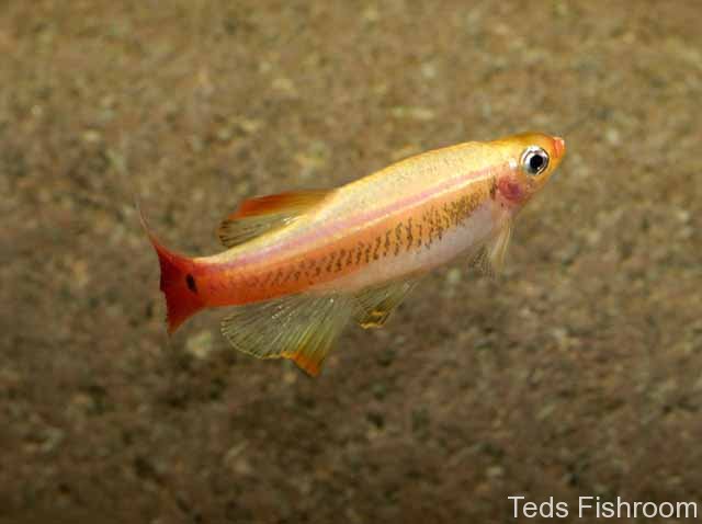 Ornamental 'golden long fin'/'golden meteor' strain.