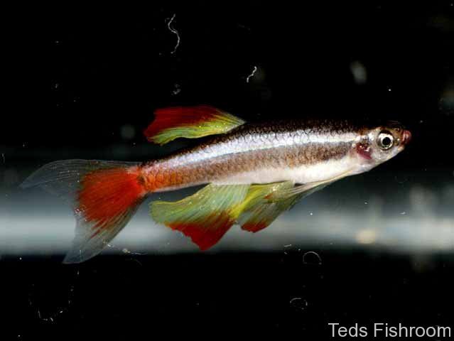 Ornamental 'long fin'/'meteor' strain.