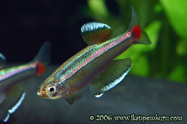 Wild-collected male individual.