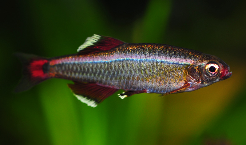 Male from the aquarium trade.