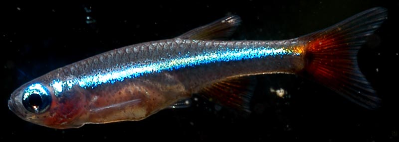 Fry/juveniles of the species exhibit a bright blue lateral stripe.