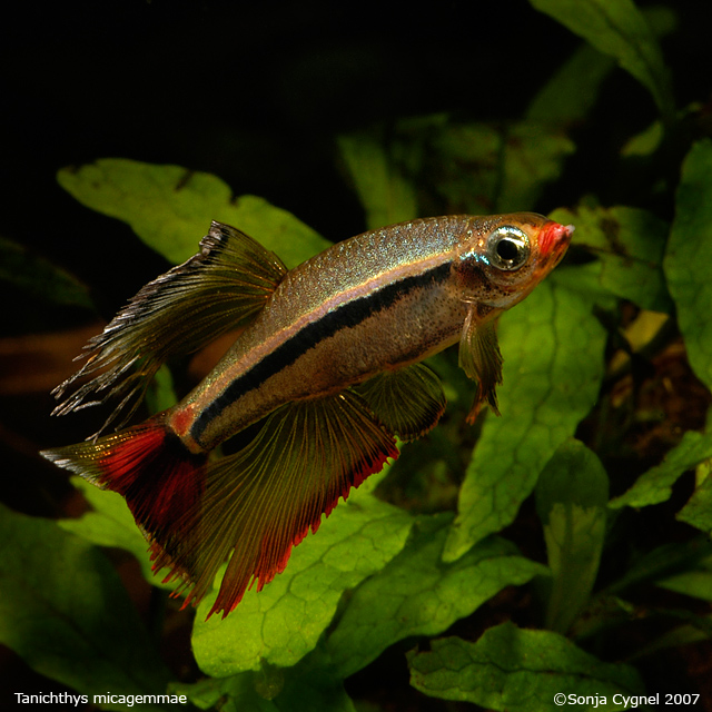 This stunning long-finned trait appears to be naturally-occuring.