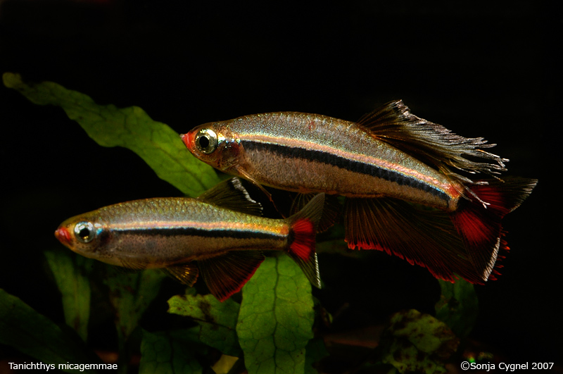 Another shot of the long-finned male displaying to a female.