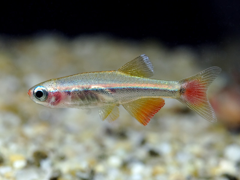 Newly-imported, hence rather pale-looking, male.