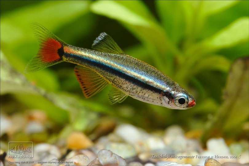 Young adult male.
