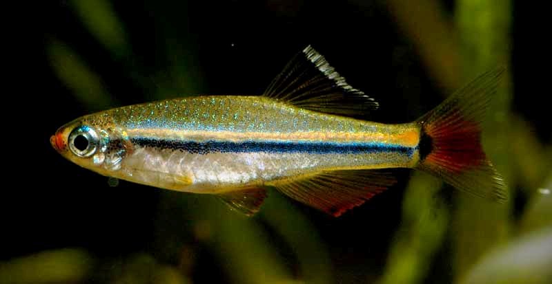 Adult male.