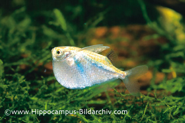 Specimen from the German aquarium trade.