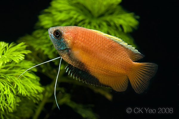 Nuptial male individual.
