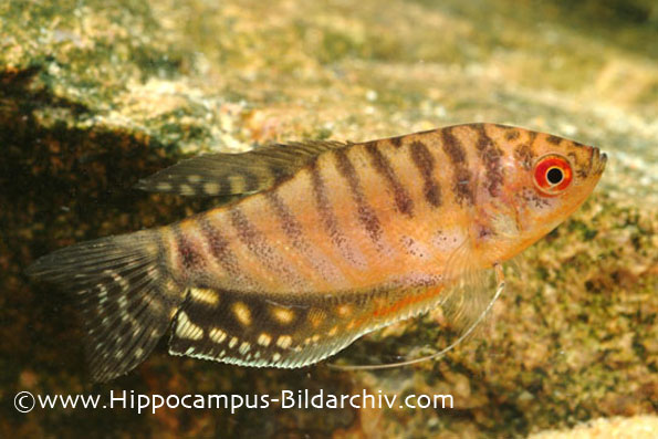 Trichogaster trichopterus gold form