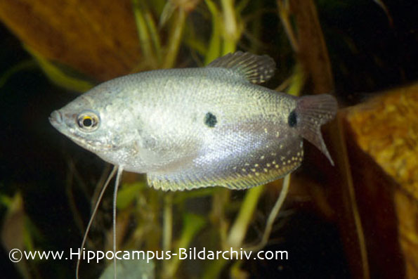 Trichogaster trichopterus wild form