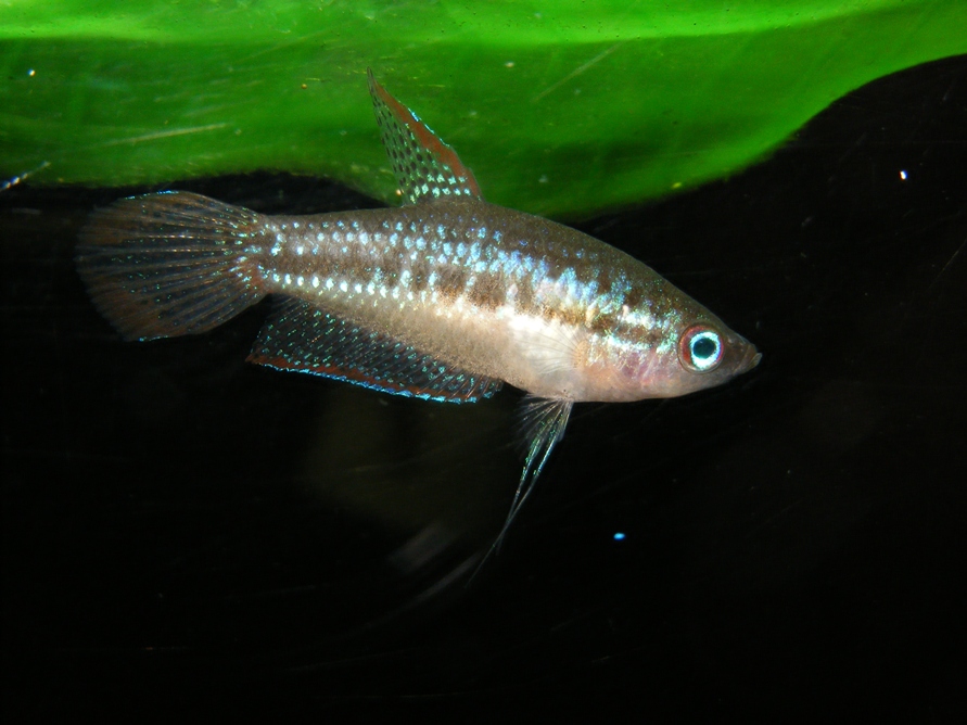 Adult female from the U.K. aquarium trade.