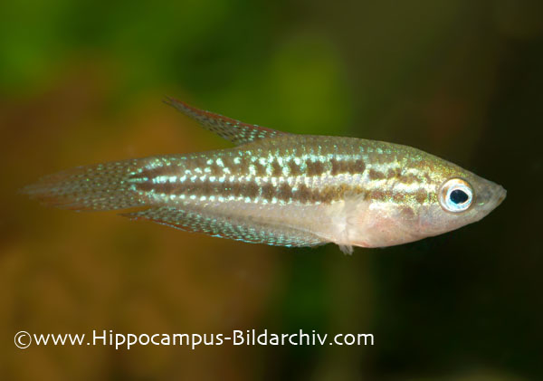 Young male from the German aquarium trade.