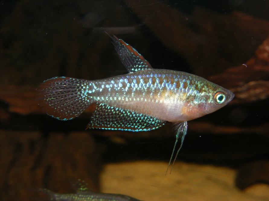Another adult male.