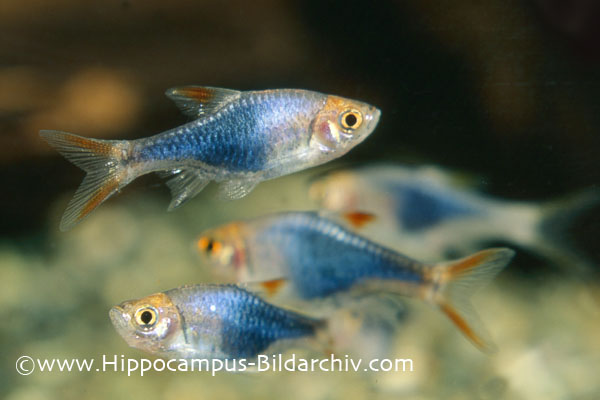 The 'blue' aquarium strain was probably produced by line-breeding to fix a natural mutation.