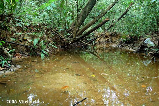 A typical habitat close to the town of Mersing, Johor State, Peninsular Malaysia.